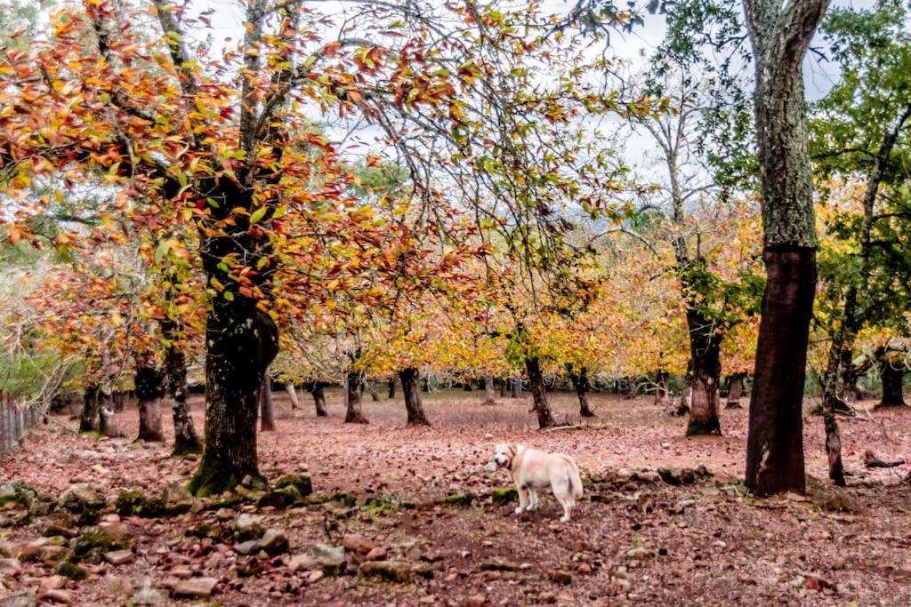 Casa Rural Alicia Cortegana Luaran gambar