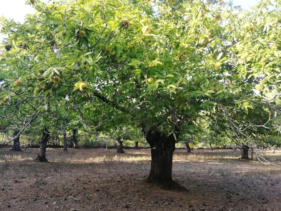 Casa Rural Alicia Cortegana Luaran gambar